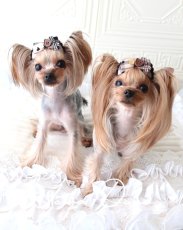 画像4: チョコレートベアハート (4)