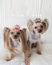 画像2: All dogs love (2)