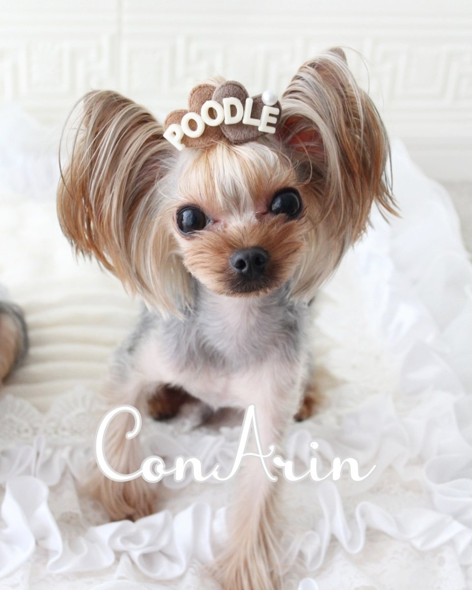 画像3: All dogs love (3)
